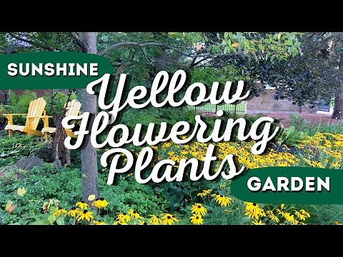Say Goodbye to Boring Gardens: These 7 Yellow Flowering Plants Will Transform Your Landscape! 🌻 👍
