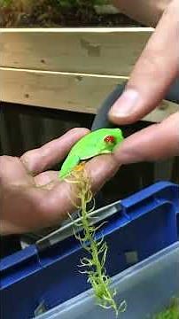 2 petits nouveaux arrive au zoo, des rainettes yeux rouges