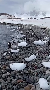 4.4K reactions · 1.1K shares | 헣헲헻헴혂헶헻혀 헮헿헲 헹헼혃헮헯헹헲 헰헿헲헮혁혂헿헲혀 헮헻헱 헻헼...