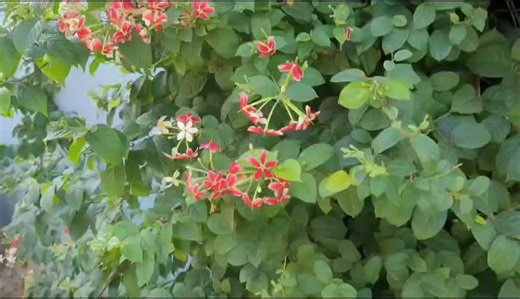 29K views · 432 reactions | Top Flower Vine  Winter me Bhi Flower #Gardening #GardeningTips #mammalbonsai | Mammal Bonsai | Facebook