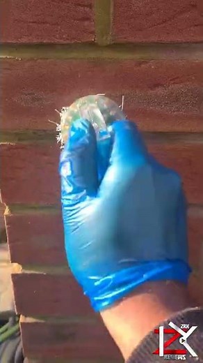 How To Remove Green Algae From Bricks/Mortar - Cheapest Safest Home Method