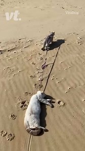 1.5M views · 10K reactions | There are two kinds of people in this world...  Credit: ViralHog | VT | Facebook