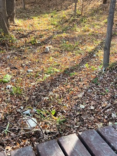 Feeding Squirrels in the Woods of Ili, Xinjiang