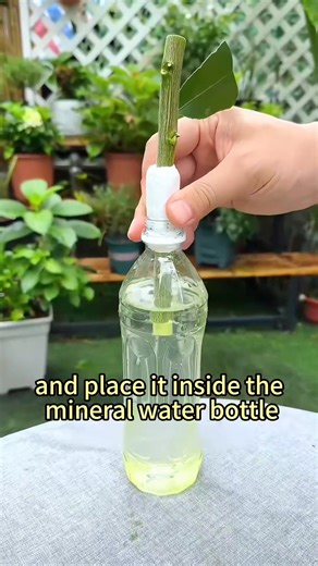 6.1K views · 93 reactions | Grow lemon tree using water bottle in just half a month #grow #lemon #trees #bottle #water | Lee Yumi | Facebook