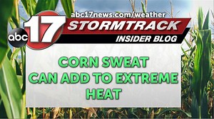 Why corn fields can be particularly dangerous in summertime