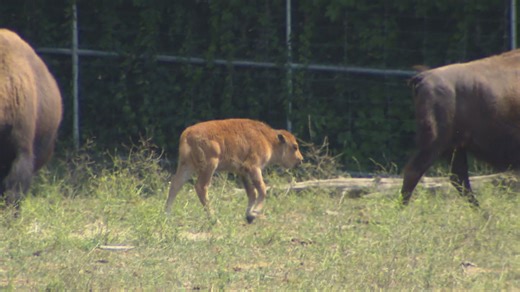 Groundbreaking bison calf birth at the Toronto Zoo