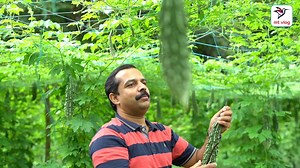 1.4M views · 1.9K reactions | കേരളത്തിലെ ഏറ്റവും വലിയ പച്ചക്കറിത്തോട്ടം. അത്ഭുതപ്പെട്ടുപോയി. കര്ഷകരില്ലെങ്കിൽ നമ്മളില്ല. കൃഷി സംസ്കാരം മലയാളികൾ ഏറ്റു പിടിച്ചെ പറ്റൂ | MT Vlog | Facebook