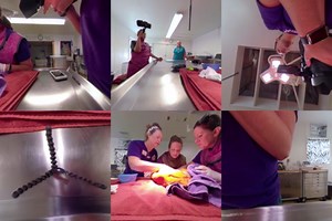 Foxtrot is learning the hard way what it means to grow up as a wild bobcat with rough “siblings”. He was X-rayed and examined and it’s just a small bite wound, so he was cleaned up and separated from Bravo and Tango until he’s healed. Want a whole lot better view of 360 videos? Get our tiger VR viewer at BigCatRescue.org/VR | Big Cat Rescue