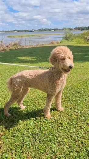Meet Dabo, our standard poodle! She is our biggest girl. Our gentle giant, who's like a baby deer on ice. This shy princess is a stealer of hearts! Just like her name, she loves to play and often instigates playtime with all of our dogs, big and small. She loves to make new doggy friends because who doesn't want to play. The games never end! #puppiesndagarden #joinourjourney #standardpoodle #dabo #welcometothepack | PuppiesndaGarden | Facebook