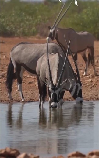 Gemsbok Drinking Water in the Wild 🦌 | Rare African Wildlife Moment #animals #wildlife #safari