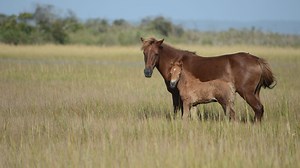 New foal born on Assateague