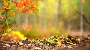 Autumn Sunny Forest background. Park. Beautiful Scene Forest with Sun Rays, Golden trees, moss and Fog. Blurred abstract nature background. Full HD 1080p