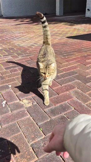 another cat with a split personality #cat #catshorts #catvideos #cats