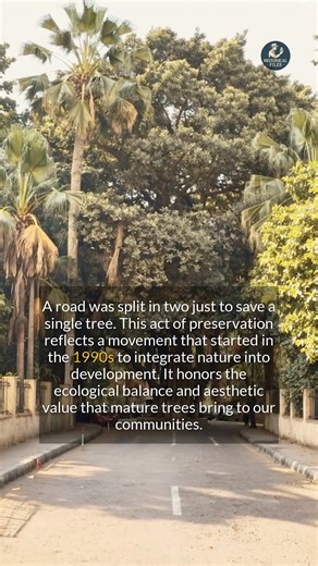 8.6K views · 135 reactions | A road was split to save one tree, a practice born from an environmental awareness movement in the 1990s. #history #heritage #construction | Historical Files | Facebook