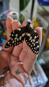 First one out 🐛 in my little Lepidopterans collection is this beautiful Citrus Swallowtail Butterfly 🦋..the wings are still wet and it needs time to pump fluid into them to expand ✨️💖 #citrusswallowtail #swallowtail #papilio #papiliodemodocus #lepidopterans #lepidopterology #lepidoptera #chrysalis #eclosion #metamorphosis #butterfly #butterflies #butterfly🦋 #butterfliesofinstagram #butterfliesoftheworld #insecta #insect #insectguru #insects_of_our_world #insectsofinstagram #insectsofsouthafr
