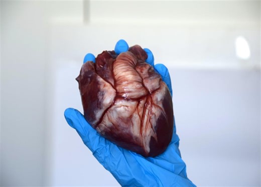Realistic Human Heart Model 2.0, Large Life Size Solid Silicone Anatomical Replica, Horror FX Movie Prop - Etsy Australia