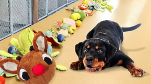 Letting Shelter Dogs Pick Their Christmas Presents 🎁❤️ Animal Friends of the Valleys | Rocky Kanaka
