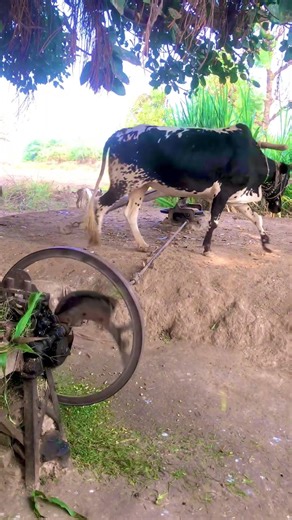 Powerful Black Bull Working On Gear Chaff Cutter #trendingshorts #shortsfeed #viralshorts#oldisgold