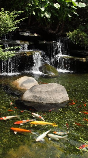 Celebrate the changing seasons with koi that reflect the beauty of renewal, harmony, and tradition. Pre-order koi now and have your spring pond looking better than ever! | Koi Fish USA