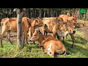 Cows relaxing under the tree and eating grass - the sound of cows