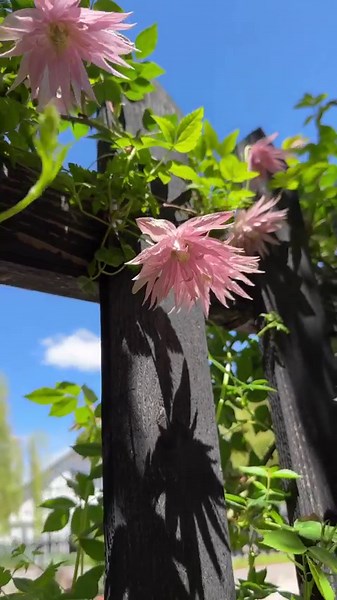 74K views · 7.9K reactions | ‘Sparky Pink’ Clematis has been a performer from the second it was planted.  It scrambles along the picket fence of our raised bed vegetable garden intermixing with the Colette rose that will begin blooming soon. No maintenance is required with this one- it blooms on old wood, so I never have to touch it.  | Garden Answer | Facebook