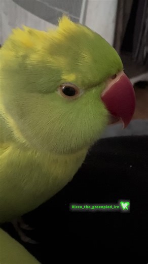 Understanding Bird Emotions and Expressions