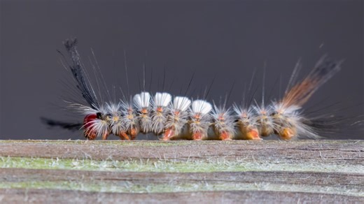 Look, but don't touch: These fuzzy caterpillars aren't as friendly as they seem