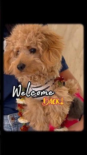 Best Pet Friendly 5-Star Hotel Experience 🐾 Dog Staycation Vlog #dogholiday #dogtravel #maltipoo