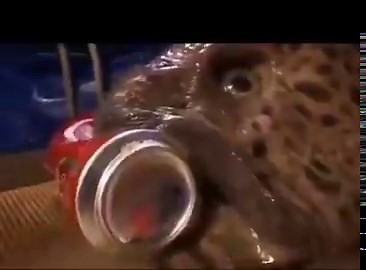 RT @canalCCore2: Dezenas de pescadores acabam perdendo partes do corpo por causa do peixe-lobo. Isso porque muita gente não imagina que, me…