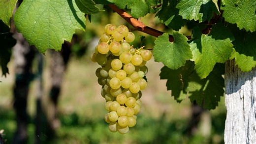 Grapes, Fruit, Food. Free Stock Video