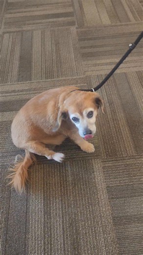 Our fur residents always brighten the day here at Affinity at Wells Branch! #Affinityliving #55plusliving #PetFriendlyLiving | Affinity at Wells Branch