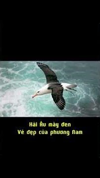 Hành trình kỳ diệu của chim Hải Âu mày đen #animalfacts #khampha #haiau