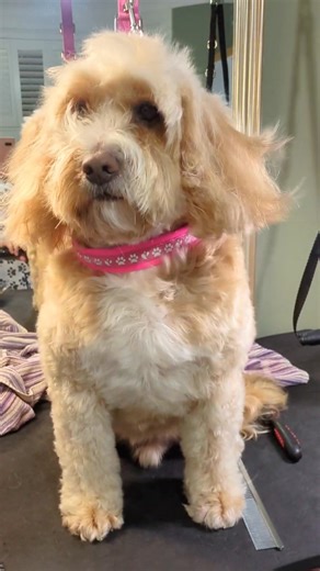 Sweet Ernie the Cockapoo 🤍 From bath time to gently dried and groomed —every step taken slowly, calmly, and with care 🐾✨ #GentleGrooming #CockapooLove #HappyPup #CalmCare #BeforeAndAfter #freshgroom | Top Tails Dog Grooming