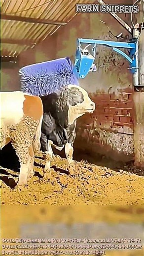 소 스트레스 완화 및 위생 관리를 위한 자동 브러시 원리#worker#cowcomfort #dairyfarm #farmingtech #farming #livestock