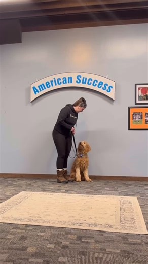 American Success Dog Training on Instagram: "Ruby, 1 week board and train, on leash obedience #dogtraining #cincinnati #goldendoodle #ruby #dogsofinstagram"