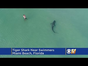 Drone Catches Shark Near Unaware Swimmers