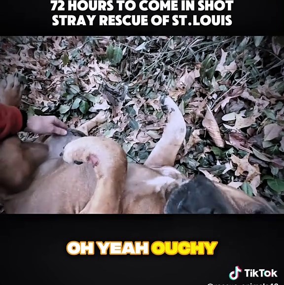 The 4th dog in 72 hours to come in shot - Stray Rescue of St.Louis#rescue #rescuedog #fyp