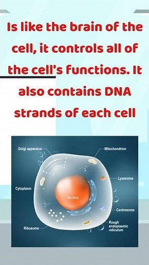 What is the Function of the Nucleus?