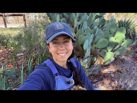How To Collect Seed From a SUPER Tough Texas Native & Planting Beautiful Ruby Penstemon ♥️