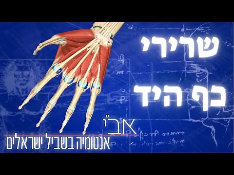 אנטומיה של שרירי כף היד