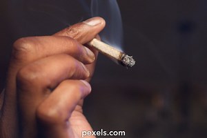 Skunk Videos, Download The BEST Free 4k Stock Video Footage & Skunk HD Video Clips