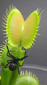 Hope I get some love here 💕 . . . . . . . . #jenniferlopez #alexandradaddario #AngelinaJolie #MeganFox #margotrobbie #chrisevans #ChristianBale #AnneHathway #BrieLarson #ScarlettJohansson #elizabetholsen #JenniferLopez #JenniferAniston #JenniferLawrence #priyankachopra #KristenStewart #HaileeSteinfeld #emiliaclarke #galgadot #wonderwoman #DC #mcu #MeganFox #kyliejenner #kimkardashian #kendalljennerhair | Carnivorous Plants