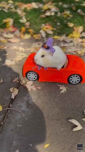 Guinea Pig Dons Witch's Hat While Coasting Around in Convertible