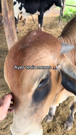 #ganaderia #carne #ceba #humor