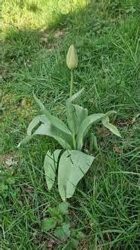 Our late Beagle's Tulip that showed up the year after he passed away! 🥹