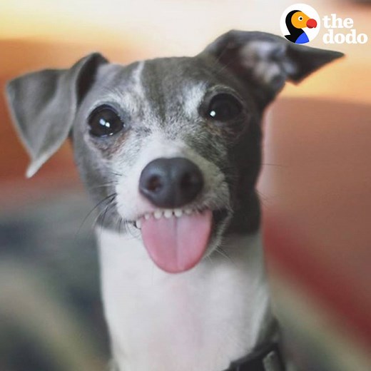 This dog does the cutest thing when he gets excited 🐶💕💕💕 | The Dodo