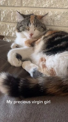 Spicy Kitten Name Ideas for Your Calico Cat