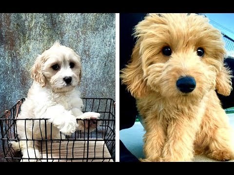 Cavachon vs Cavapoo Puppies and Full Grown Dogs - Similarities and Differences