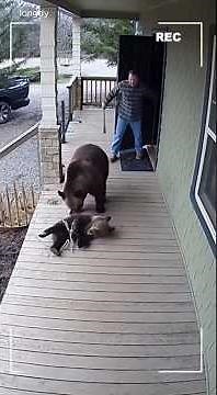 The sad moment of the bear🐼🦝🐾 #aivideocreation #animals #earlyhumans #aiviral #relax #bear