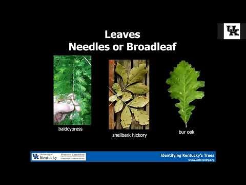 Identifying Kentuckys Trees